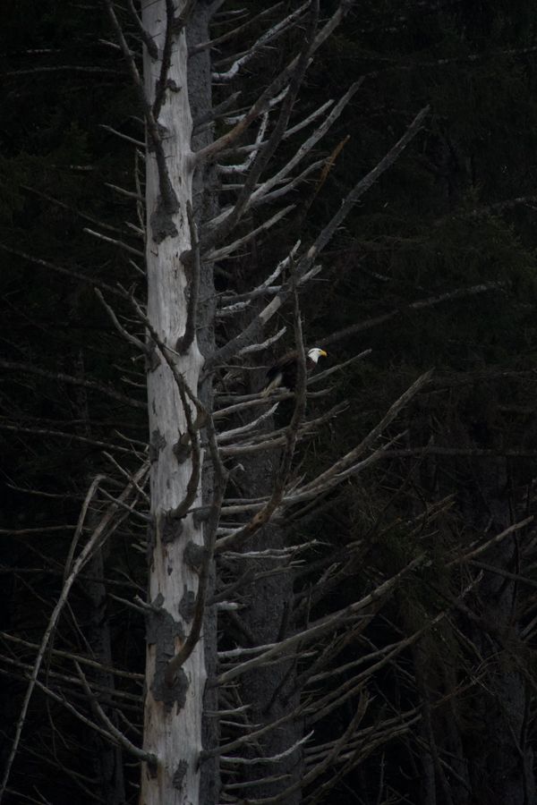 A bald eagle perched on a bare dead tree in a dark evergreen forest